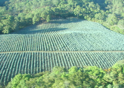 Blue Agave Farm.